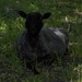Lisa Lamm Photo 20
