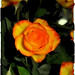 Rose Hernandez Photo 37