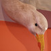 Robin Herring Photo 30