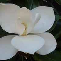 Linda Pepin Photo 25