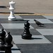 Martin Chess Photo 8