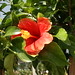 Rosa Santana Photo 8