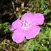 Robert Plante Photo 44