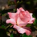 Rose Pollard Photo 27