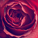 Rose Sanchez Photo 4
