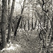 Laurel Miller Photo 20