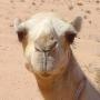 Ali Ziyad Photo 2