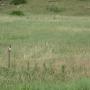 Mark Merwin Photo 14
