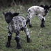 Hugh Lamb Photo 6