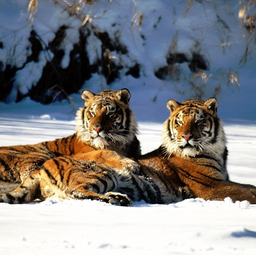 John Desantis Photo 36