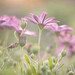 Amy Cate Photo 23