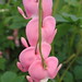 Robin Lowe Photo 45