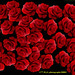 Rose Rojas Photo 21