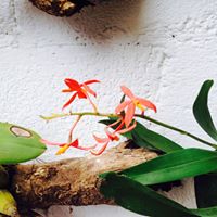 Elizabeth Herrera Photo 26
