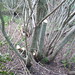 Patrick Dougherty Photo 36