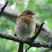 Robin Young Photo 19