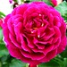 Rose Coronado Photo 21