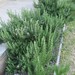 Rosemary Plant Photo 10