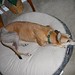 Goldie Staples Photo 4
