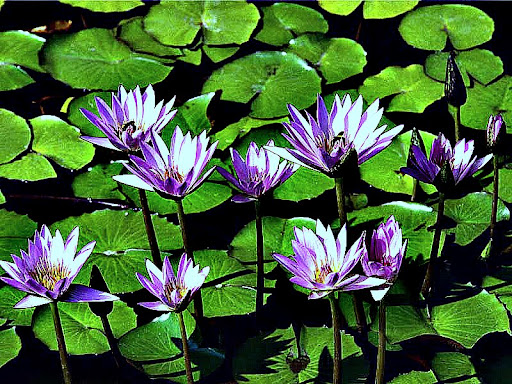Diane Saunders Photo 22