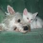 Shari Morris Photo 27