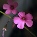 Theresa Plant Photo 7