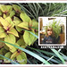 Robyn Plant Photo 2