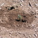 Jeffrey Plant Photo 12