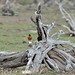 Robin May Photo 45