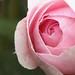 Rose Cruz Photo 26