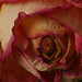 Suzanne Rose Photo 45