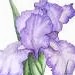 Kathy Abbott Photo 12