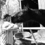 Tammy Abbott Photo 35