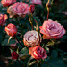 Rose Roman Photo 37