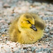 Mark Klotz Photo 7