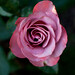 Rose Roman Photo 36