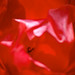 Rose Roderick Photo 6