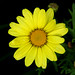 Roberta Plant Photo 16