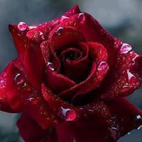 Rosa Casiano Photo 3