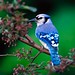 Bird Jay Photo 1