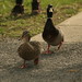 Donald Fowls Photo 5