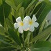 Donna Fiore Photo 29