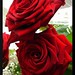 Rose Rojas Photo 24