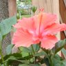 Cheryl Draper Photo 26