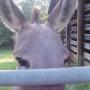 Karen Parrish Photo 38