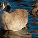 Ronald Geese Photo 5