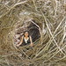 Teri Dougherty Photo 1
