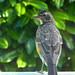 Robin Young Photo 17