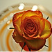 Rose Hernandez Photo 35