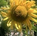 Jean Anderson Photo 15